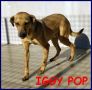 REGALO IGGYPOP 2 anni e mezzo